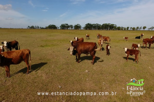 INICIO TOURO.00_02_42_09.Quadro018_a77d7542f3cdd0b3e82e708346ed656ca42ea9aa.jpg